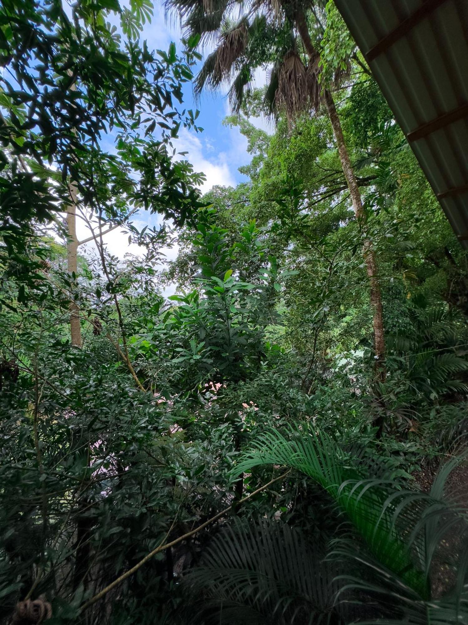 Cabanas Del Lago La Fortuna Eksteriør bilde